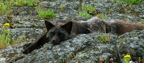 Slumped, relaxed black fox. Photo by Alex Shapiro.